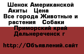 Шенок Американской Акиты › Цена ­ 35 000 - Все города Животные и растения » Собаки   . Приморский край,Дальнереченск г.